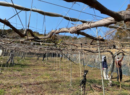 地域の農家さんが手放したぶどう畑をENgaWAチームで継承