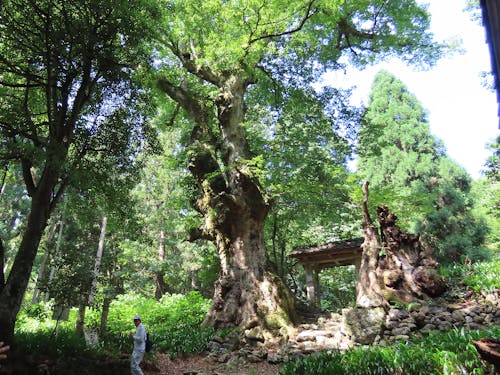 菅山寺山門のケヤキ巨木