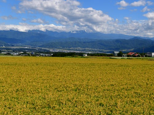 稔りの秋、自然のめぐみに感謝して、みんなで楽しみましょう!