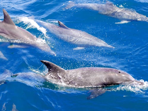 早崎海峡のイルカたち①