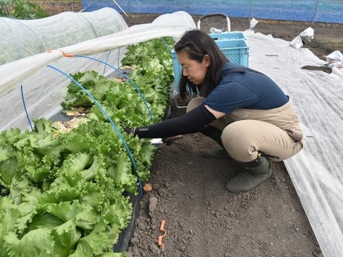 ㈱未来ファームで農業技術を学ぶ隊員