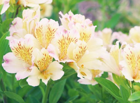 花束やアレンジメントに人気のアルストロメリア