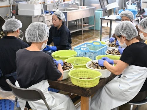 サザエ缶詰製造風景