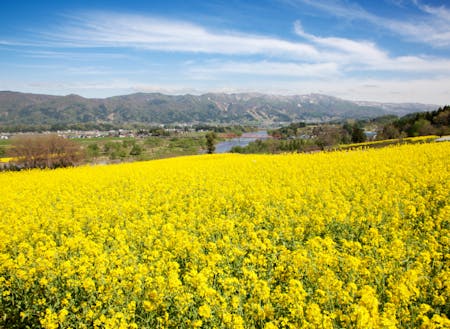 GW頃に一面黄色の絨毯となる菜の花公園