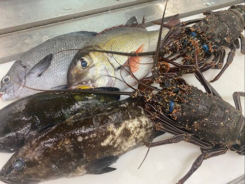 島で採れた新鮮な海の幸