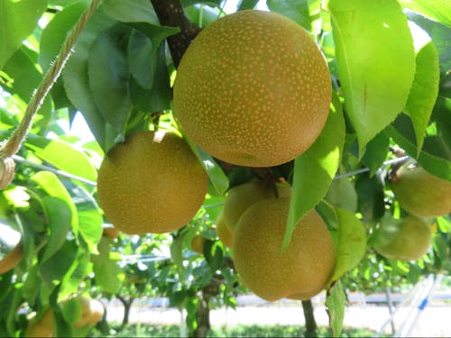 梨農家の後継者募集予定あり