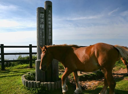名所・摩天崖では放牧されている馬に出会えることも。