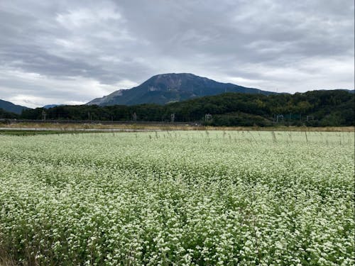 伊吹そばの白い花と伊吹山