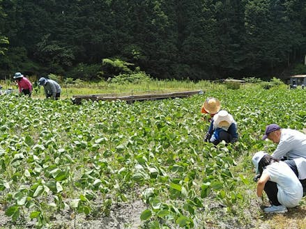 遊休農地を活用した味噌の輪プロジェクトの大豆畑