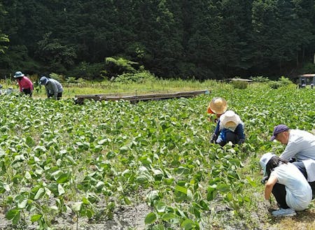 遊休農地を活用した味噌の輪プロジェクトの大豆畑