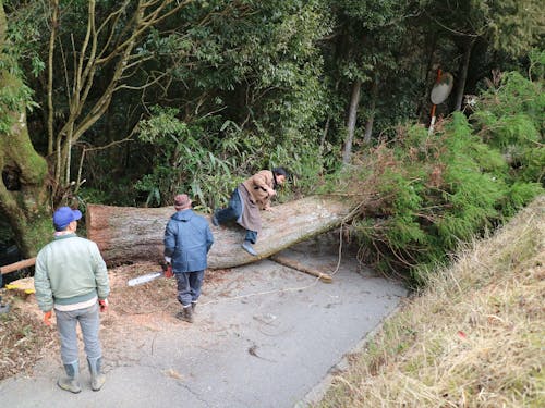 道端の大木を切り倒すところに立ち会うの図
