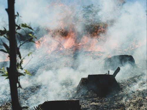 椎葉村の伝統、焼畑です