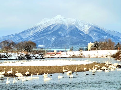 毎年冬になると飛来する白鳥