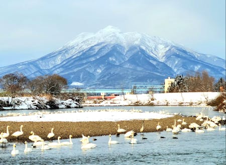 毎年冬になると飛来する白鳥