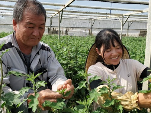 花の芽かき作業を農家さんから丁寧に教わります