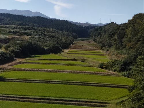 南砺市立野原の田園風景