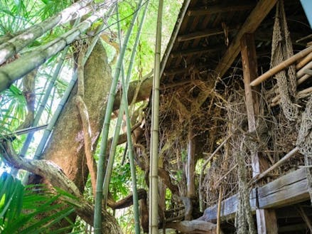 竹は里山の木々や家を飲み込み、拡がっていきます