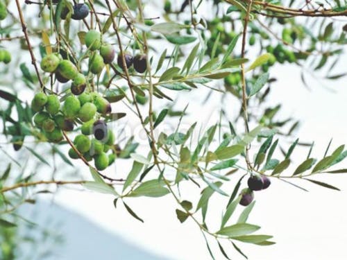 小豆島(オリーブ)