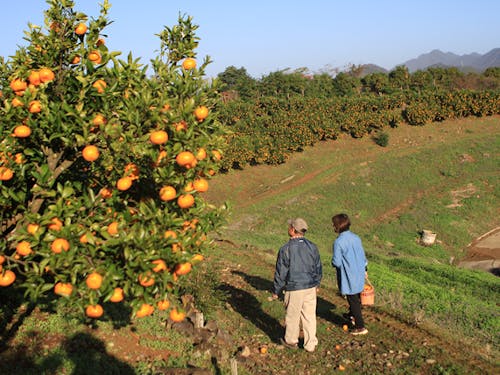 矢野さんのぽんかんだけでなく、早生みかんやブランド品種「陽密」の農家仲間も。