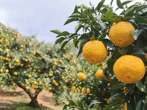 ゆず畑