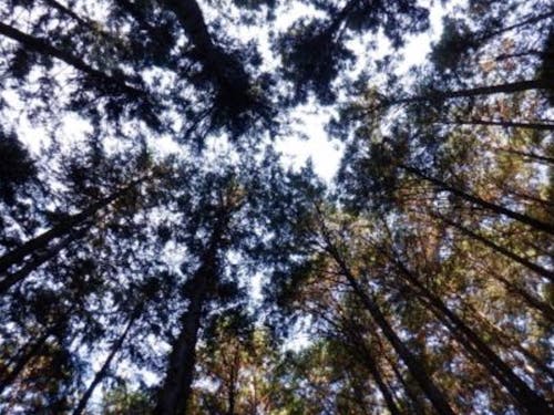 手入れされた木々を見上げると