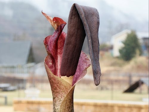 コンニャクの花