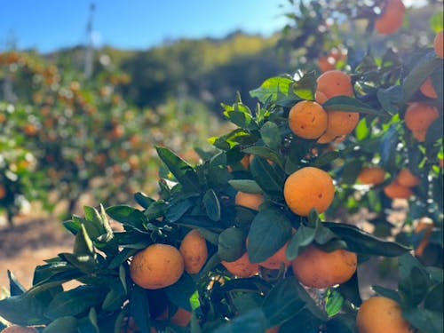 山口市ナンブエリアの温暖な気候を活かしたみかん栽培