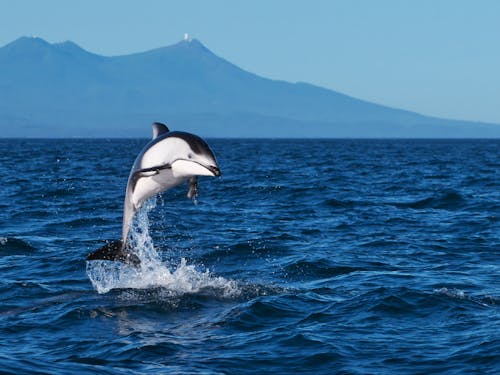 イルカと出会えるむつ市