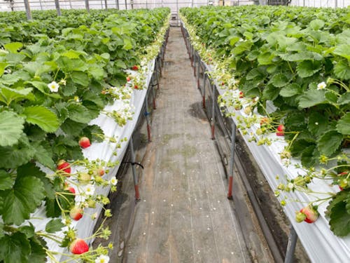 ファーミライズの社名は、子や未来の社会へ「つなぐ」想いを込め、ファーム(Farm)=農場、未来へ(の)(Mirai)=ミライ、ライズ(Rise)=上昇を合わせた