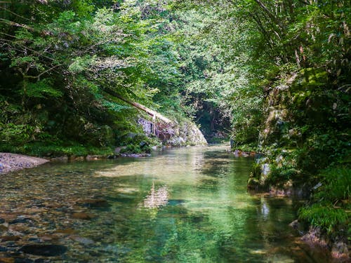シャワークライミングを実施する水内川。鮎の美味しさも全国指折り