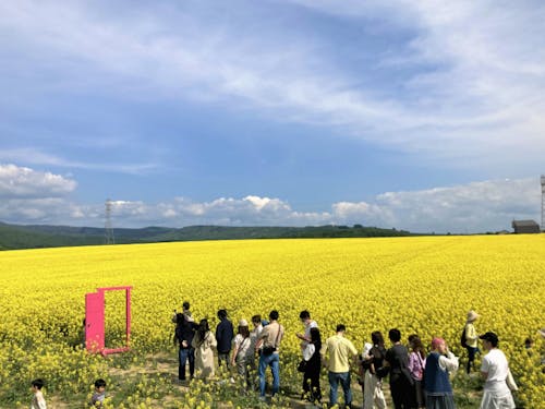 たきかわ菜の花まつりなどのイベント企画運営