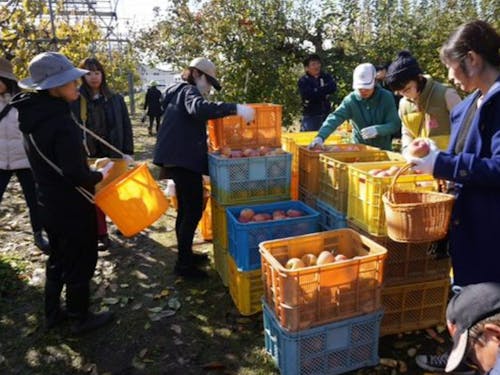 意外と悩む選別作業。。。