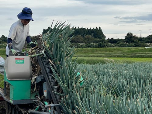 ねぎ収穫期での収穫