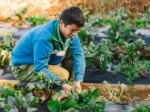 八風農園の風くん
