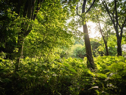 伊那市の面積の83%は森林、自然の中で学びも!