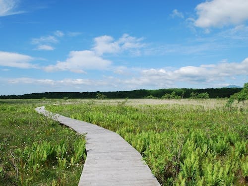 天然記念物標津湿原