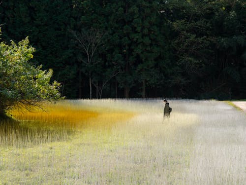 心田を耕す(ヨウ・ウェンフー 作)