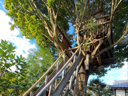 廃材で作った美智さん手作りツリーハウス