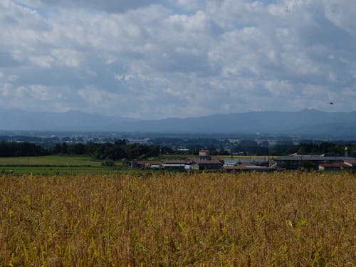 秋の田んぼ(参考写真)