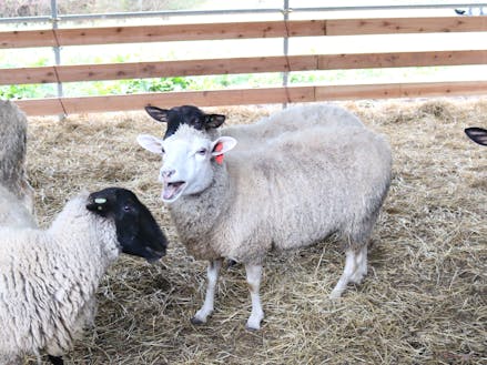 現在飼育中の羊たち