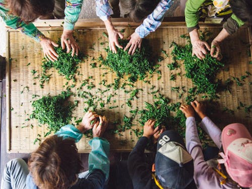 釜炒り茶の茶葉もみ体験ツアーの様子
