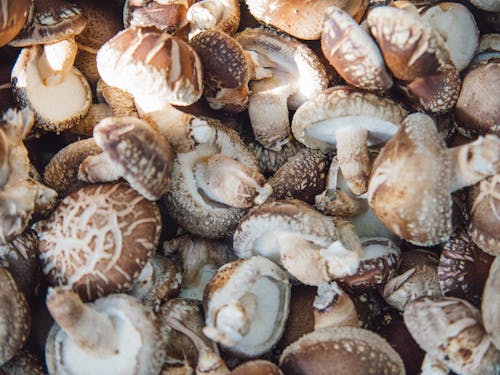 村の特産品である原木しいたけ