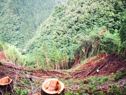 適正に管理された森林資源
