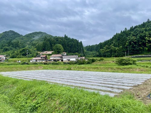 細田さんの圃場