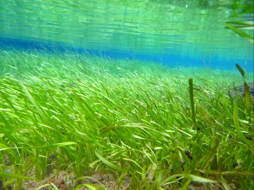 小林市の美味しさの源である豊富な湧水