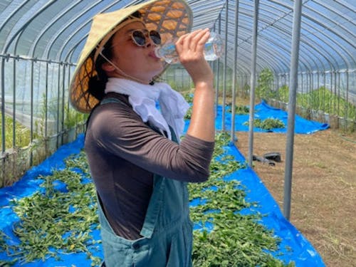 起業型協力隊仲間 木本さん。ドイツで数十年アーティストとして活動し帰国。藍の栽培、藍染めを行う。