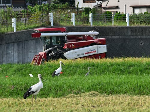 豊岡では身近に見られるコウノトリ