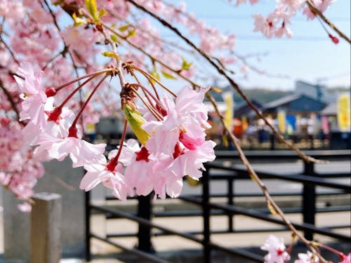 朝市で賑わう商店街と桜
