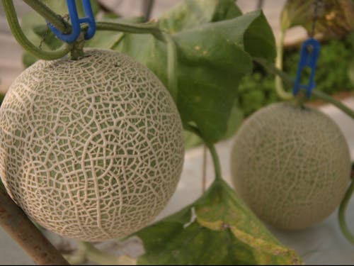 名産のメロン