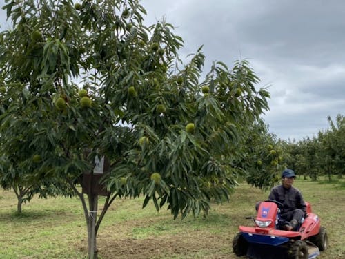 栗の木と草刈り機
